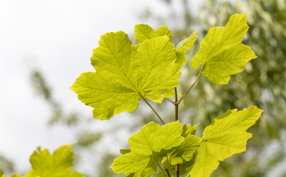 Wir stehen für Lebensqualität in Haus und Garten. - MAUCHS PHILOSOPHIE UND WERTE Wir stehen für Lebensqualität in Haus und Garten. - MAUCHS PHILOSOPHIE UND WERTE