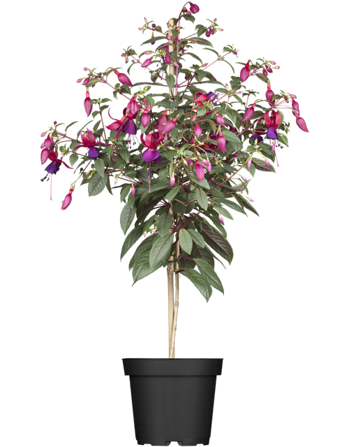 Fuchsie Stämmchen