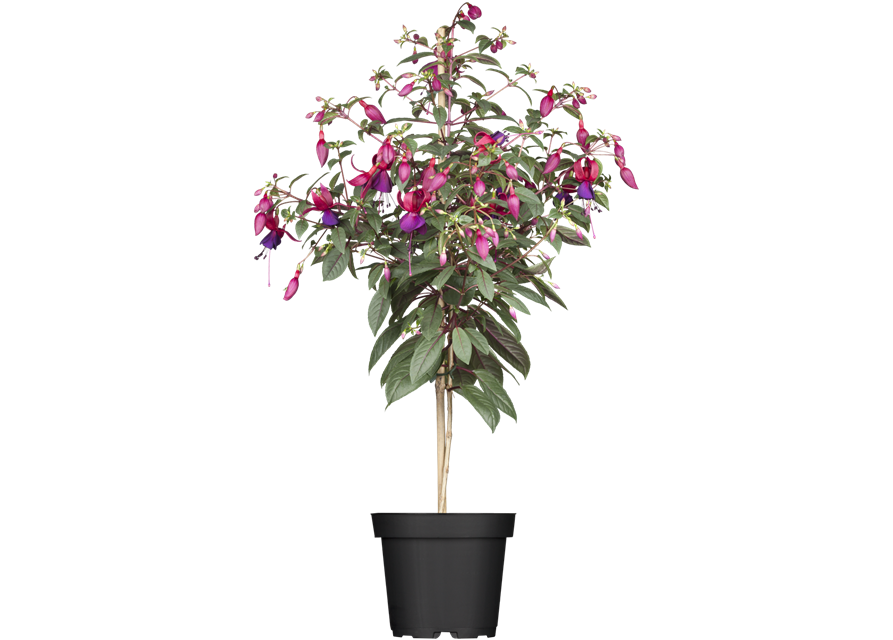 Fuchsie Stämmchen