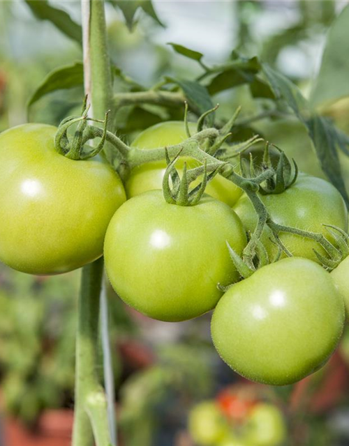 Veredelte Strauch-Tomate / Strauchtomate