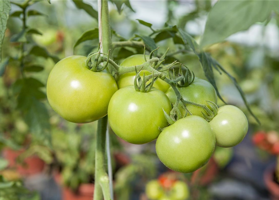 Veredelte Strauch-Tomate / Strauchtomate