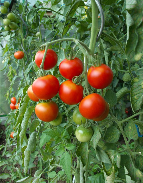 Veredelte Strauch-Tomate / Strauchtomate
