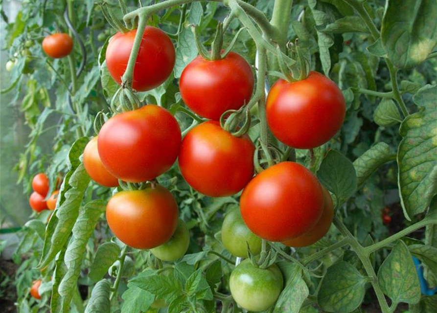 Veredelte Strauch-Tomate / Strauchtomate