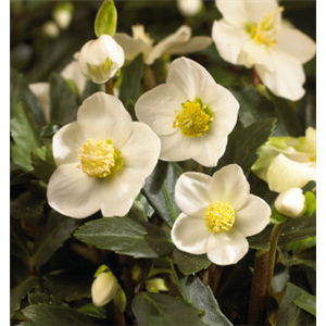 SCHöNE CHRISTROSEN! SCHöNE CHRISTROSEN!