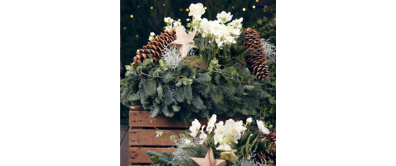 SCHöNE CHRISTROSEN! SCHöNE CHRISTROSEN!