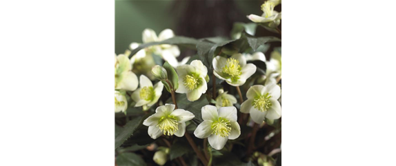 SCHöNE CHRISTROSEN! SCHöNE CHRISTROSEN!