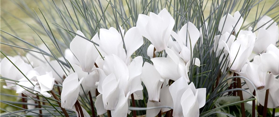 DIE TRADITION DER GRABBEPFLANZUNG DIE TRADITION DER GRABBEPFLANZUNG