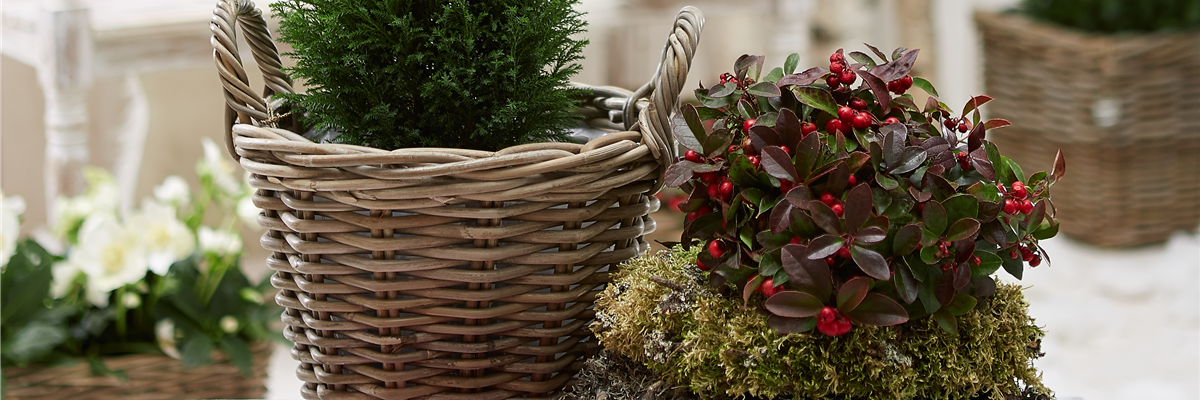 IMMERGRüNE OUTDOORSTARS