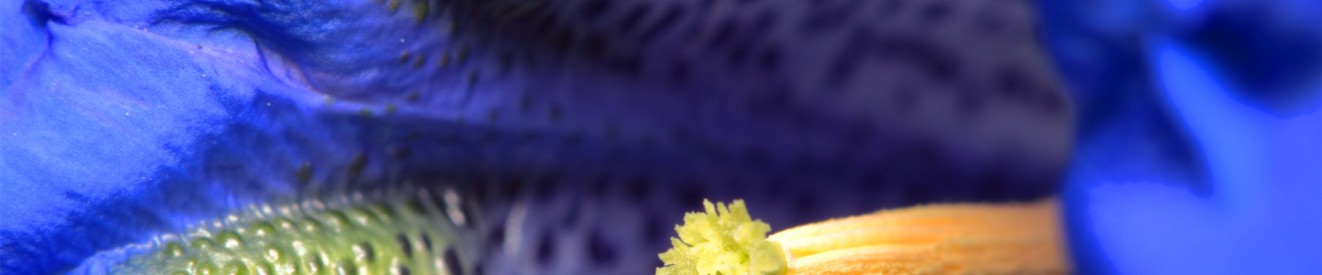 Pflanze des Monats Juli: Enzian