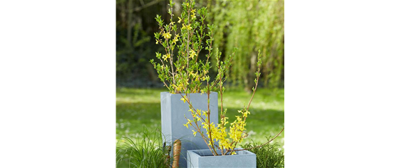 BLÜHENDE GEHÖLZE!  BLÜHENDE GEHÖLZE!