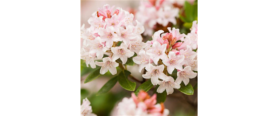 BLÜHENDE GEHÖLZE!  BLÜHENDE GEHÖLZE!