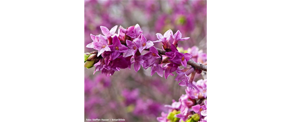 BLÜHENDE GEHÖLZE!  BLÜHENDE GEHÖLZE!