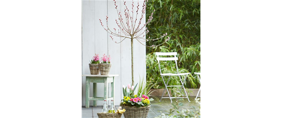 BLÜHENDE GEHÖLZE!  BLÜHENDE GEHÖLZE!