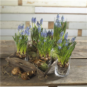 PFLANZE DES MONATS FEBRUAR: TRAUBENHYAZINTHE PFLANZE DES MONATS FEBRUAR: TRAUBENHYAZINTHE