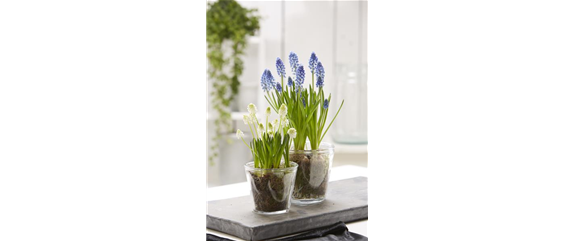 PFLANZE DES MONATS FEBRUAR: TRAUBENHYAZINTHE PFLANZE DES MONATS FEBRUAR: TRAUBENHYAZINTHE