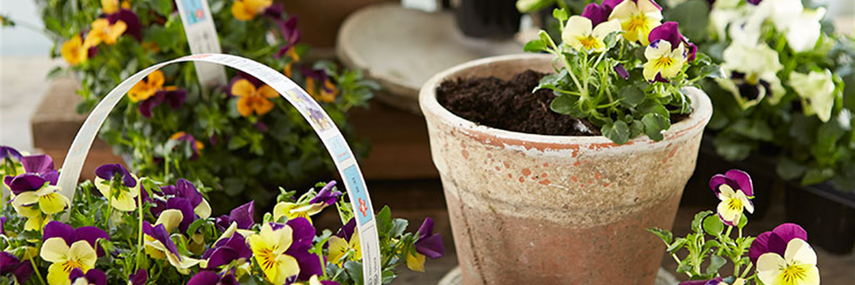 Mauch-Gartenpflanzen