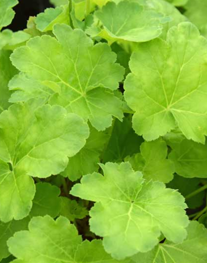 Gartenpflanzen / Baumschule