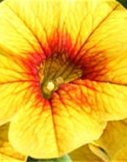 PFLANZE DES MONATS MAI: ZAUBERGLÖCKCHEN