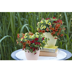 PFLANZE DES MONATS MAI: ZAUBERGLÖCKCHEN