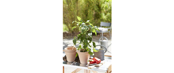 FRISCHER GEHTS KAUM!  FRISCHER GEHTS KAUM!