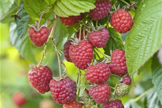 Himbeere_114375_unbekannt_original_unbekannt.jpg