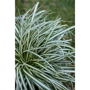 GRäSERSTIMMUNGEN GRäSERSTIMMUNGEN