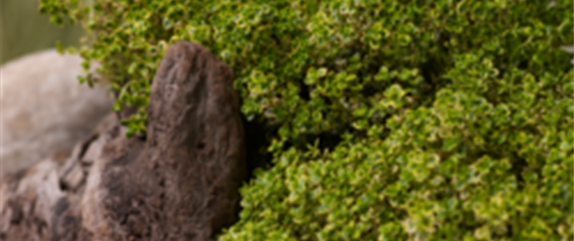 DAS SCHMECKT JA IRRE DAS SCHMECKT JA IRRE