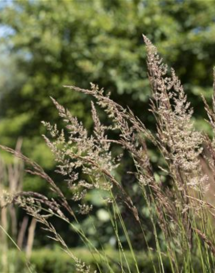 WIE GRäSER DEN GARTEN AUFWERTEN!