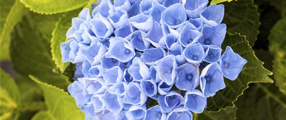 WIR LIEBEN HORTENSIEN WIR LIEBEN HORTENSIEN