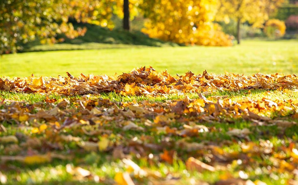 Kostenloses Rasenseminar - Rasen im Herbst