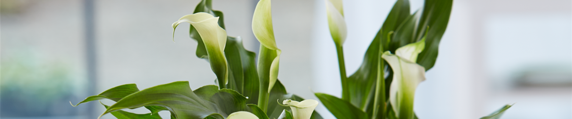 Calla