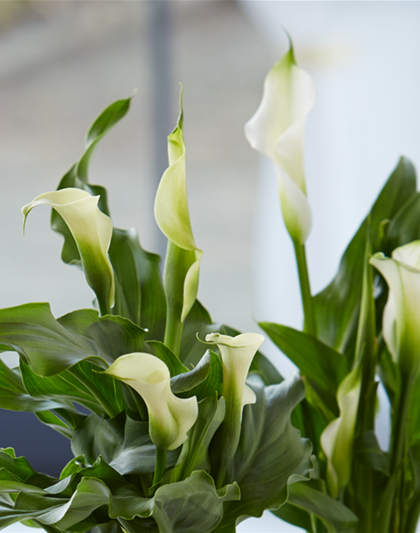 Calla