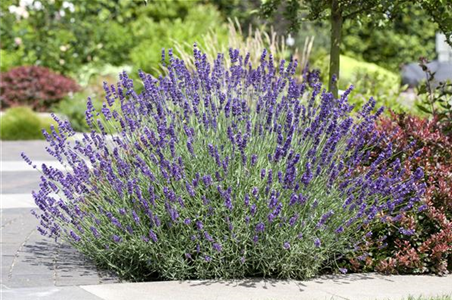 PFLANZE DES MONATS JUNI: LAVENDEL