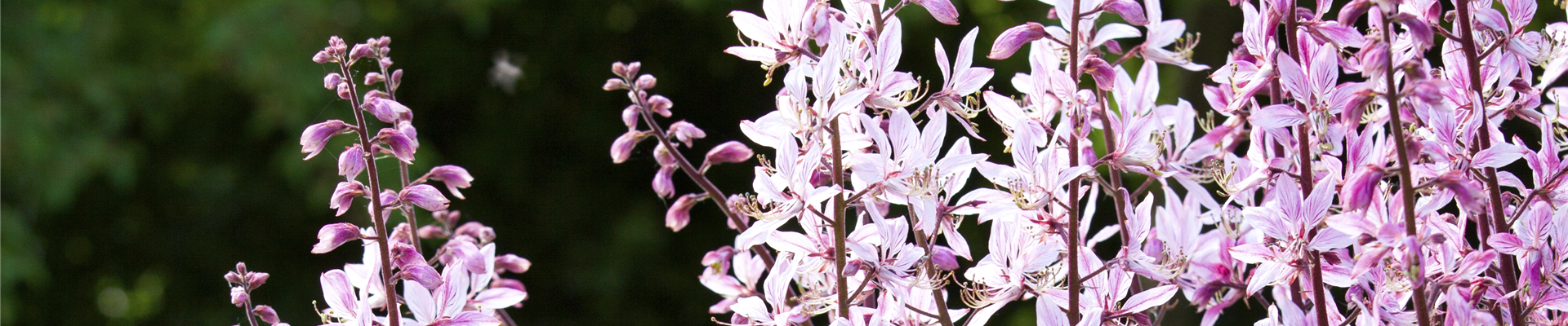 Gaura lindheimeri