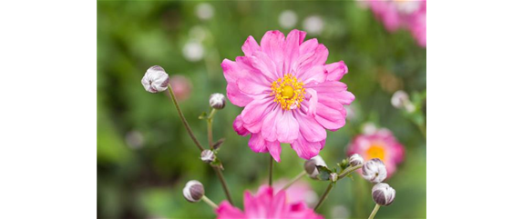 PFLANZE DES MONATS AUGUST: HERBSTANEMONE