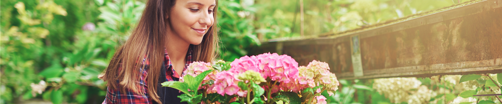 DIE SCHöNSTEN HORTENSIEN & BEGLEITER.