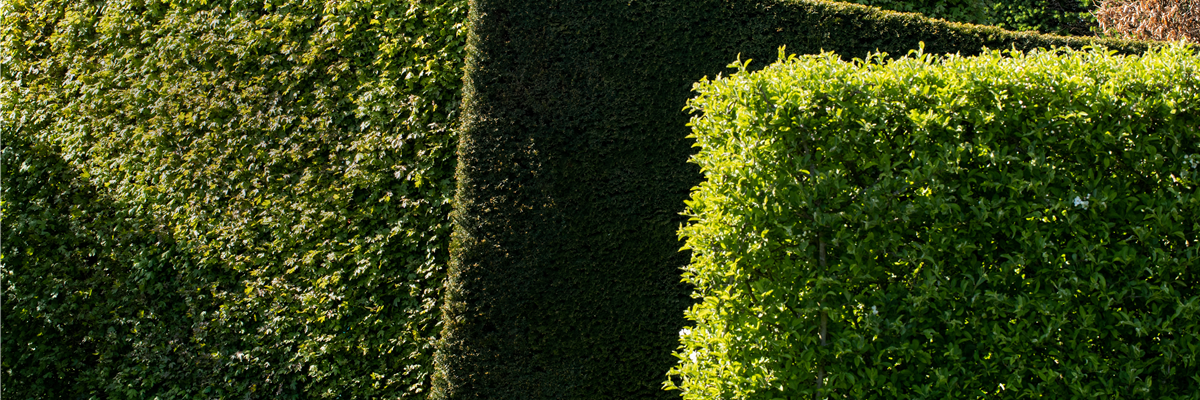 Verschiedene Hecken